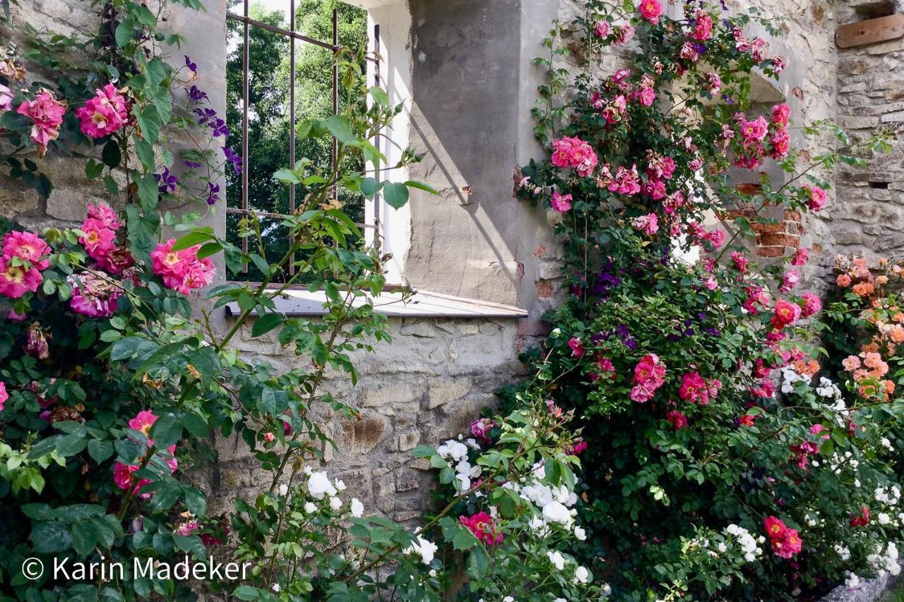 Design Ferienwohnung Mit Bauerngarten ヴァルトキルヒェン エクステリア 写真